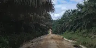 For Sale Palm Oil Plantation with Area of 12,000 Hectares in East Kalimantan