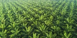 For Sale Palm Oil Plantation with Area of 19,000 Hectares in South Kalimantan