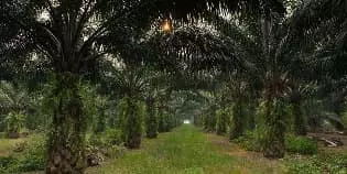 For Sale Palm Oil Plantation with Area of 23,000 Hectares in West Kalimantan