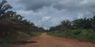 For Sale Palm Oil Plantation with Area of 2,000 Hectares in East Kalimantan